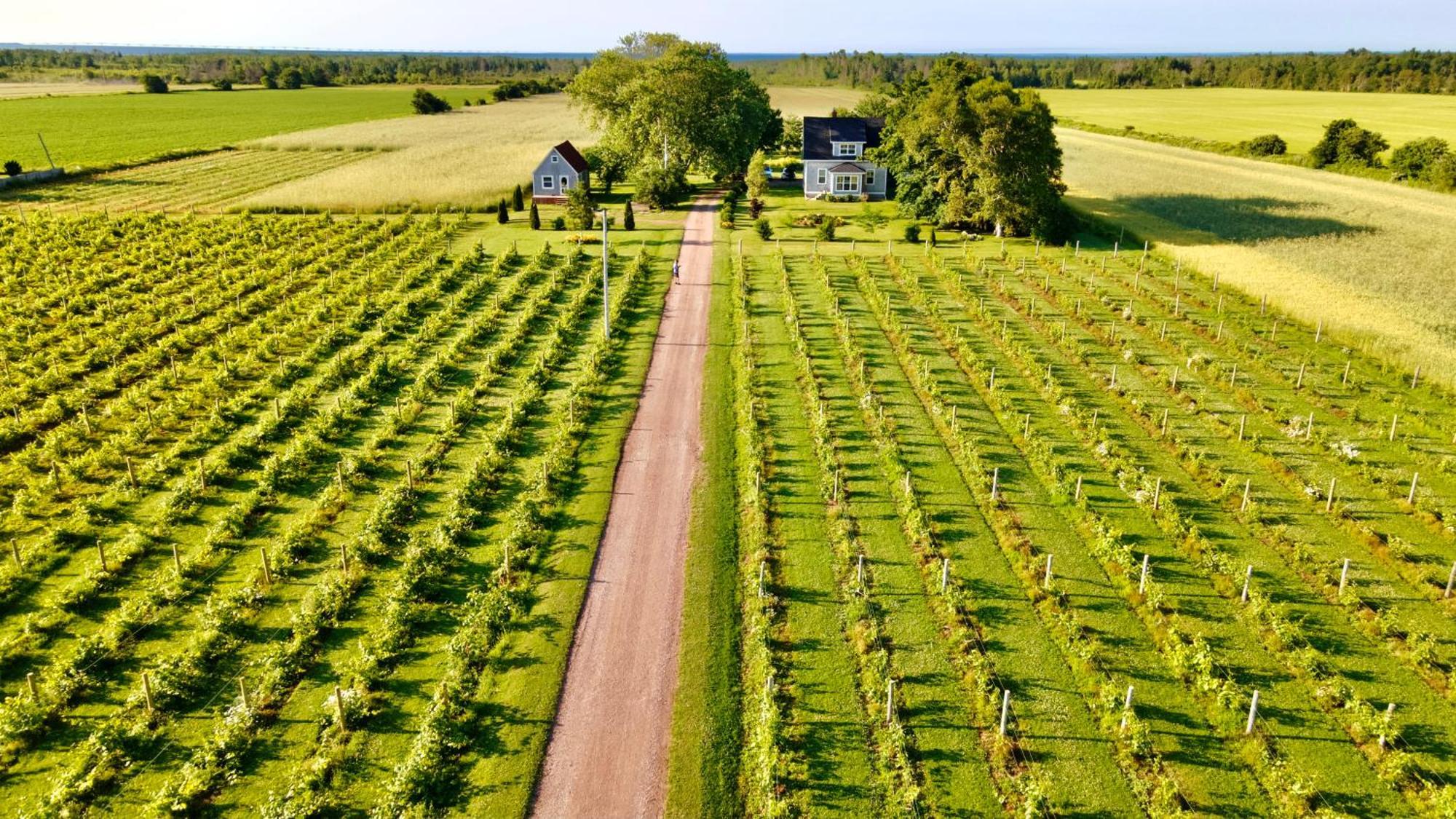 مبيت وإفطار Miscouche Sunbury Cove Winery المظهر الخارجي الصورة